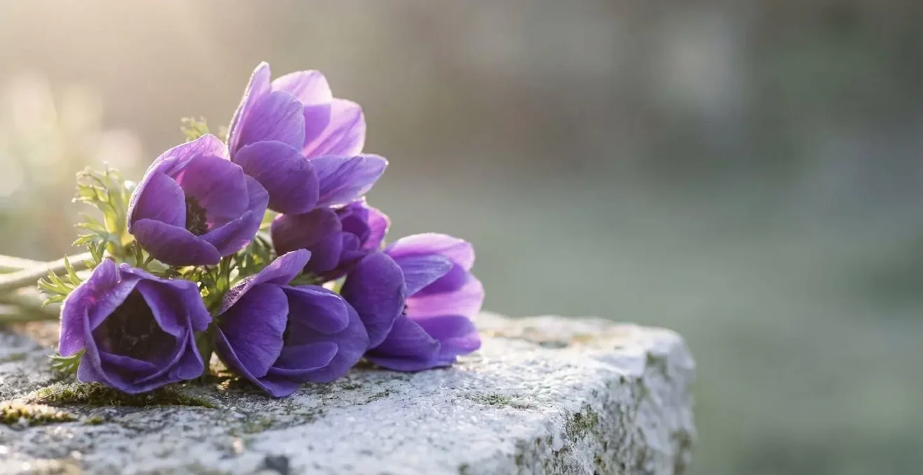 Bouquet délicat d'anémones violettes déposé avec élégance dans une lumière douce, symbole d'espoir et de recueillement funéraire