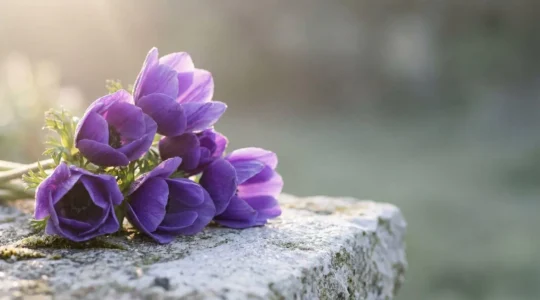 Bouquet délicat d'anémones violettes déposé avec élégance dans une lumière douce, symbole d'espoir et de recueillement funéraire