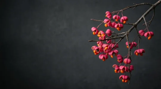 Branche de fusain aux fruits roses et graines orange se détachant sur un fond sombre et épuré, symbole du souvenir funéraire